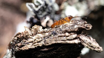 Closeup of a bug standing on a sunlit tree trunk with blurred background