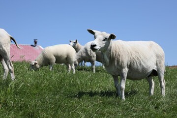 Obraz premium Group of the Sheep in the green field on a sunny day