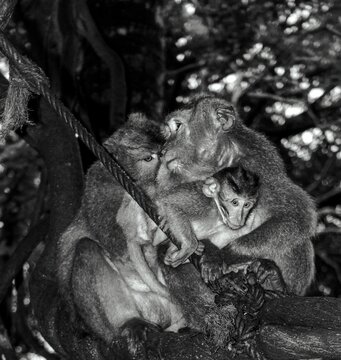 Grayscale closeup of a family of macaques with a mother holding his babes in the tree branch