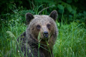 Closeup of a Grizzly bear sitting in grass with blurred background