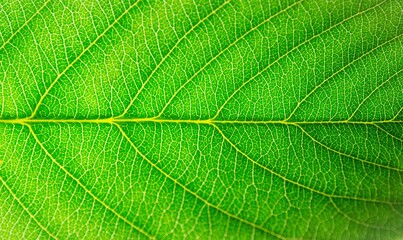 Macro of a green leaf