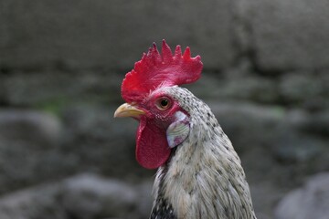 Portrait of a rooster in the farm against a blurred background