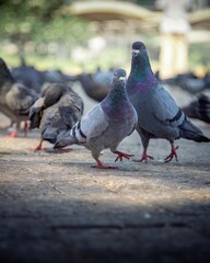 View of pigeons perching on ground