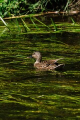 Vertical closeup of a duck swimming in a pond surrounded by green plants
