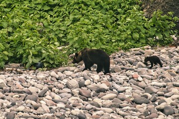 Hokkaido, Japan - June 9, 2023: Wild brown bear family or a Grizzly bear or Ursus arctos observed from a boat at Shiretoko Peninsula, Hokkaido, Japan
