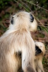 Sneak peak langur in wild