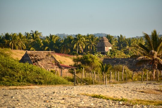 Abandoned rural dwellings made with bamboos and thatch roofs surrounded by palm trees