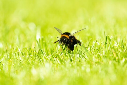 Closeup of a honey bee on the grass in a field