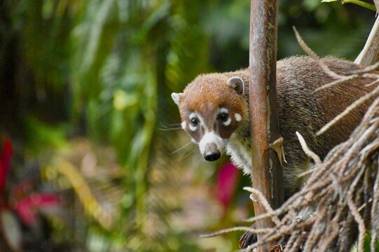 Closeup of an adorable white-nosed coati, Nasua narica racoon captured in its natural habitat