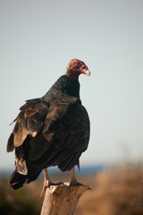 Image of a Turkey vulture standing on the wood in the blur background