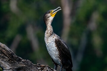 Phalacrocorax perching on wood