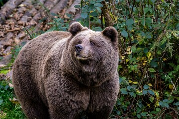 Fototapeta premium Beautiful shot of a brown bear in a forest during the day