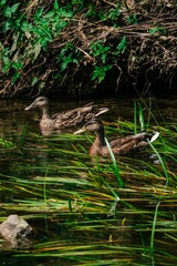 Vertical closeup of ducks swimming in a pond surrounded by green plants