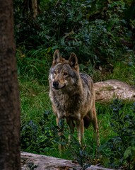 Vertical shot of a gray wolf in a green forest during the day