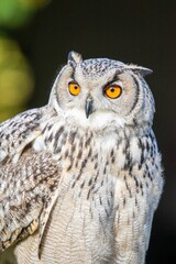 Vertical closeup of a barred owl (Strix varia) against blurred background