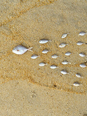 small fish on the beach