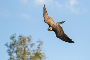 Closeup of a saker falcon (Falco cherrug) flying down against blue blurred sky