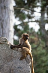 Vertical shot of a small monkey sitting on a rock and looking behind against blur background