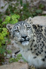 Fototapeta na wymiar Vertical closeup of Snow leopard in the zoo