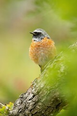 Vertical closeup of a common redstart (Phoenicurus phoenicurus) on a tree against blurred background