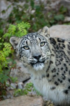 Vertical closeup of Snow leopard in the zoo