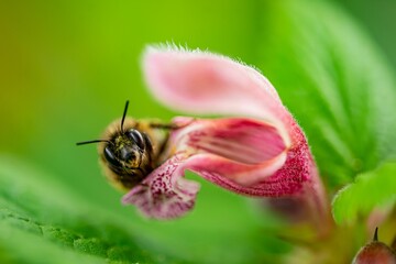 Macro shot of bee on a blooming flower against blur green background