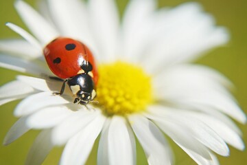 Macro shot of a ladybug on white flower against blur background