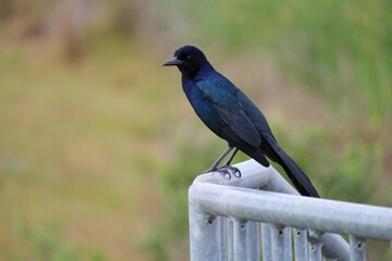 Close-up shot of a boat-tailed grackle standing on a fence with blurry background