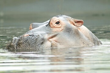 Closeup shot of a hippopotamus's head coming out from under water