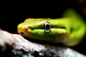 Closeup shot of a green snake crawling on tree branch isolated on black background