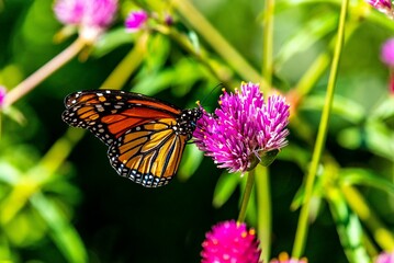 Closeup shot of an orange monarch butterfly on a purple clover flower