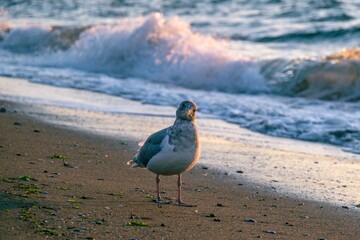 Closeup shot of a seagull on the beach