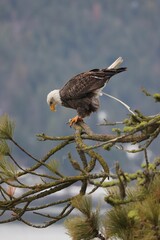 Vertical shot of an Eagle perched on a branch against blur background