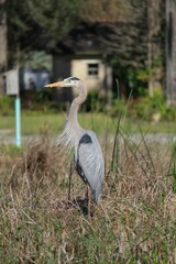 Vertical shot of a great blue heron standing tall on a grass in sunlight