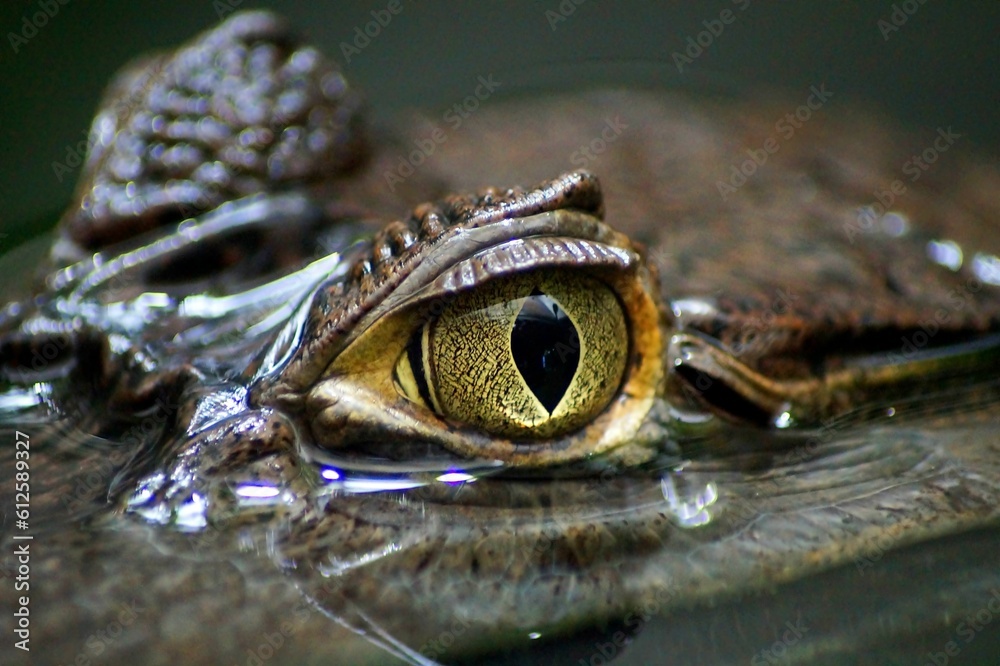 Canvas Prints Closeup shot of an alligator's eye coming out from under water