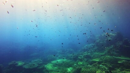 Coral reef, fish and ocean water environment in nature with tropical animal life in aquarium. School, Thailand and diving adventure with travel and underwater swimming sea animals in a group together
