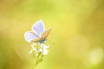 Closeup shot of butterfly on a blooming flower against blur background