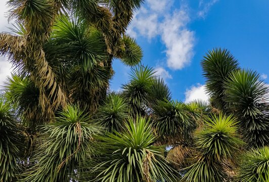 Scenic shot of branches and tops of a cabbage palm (Cordyline australis) against blue sky