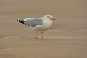 Closeup shot of a white seagull perched on the North Sea shore in Belgium