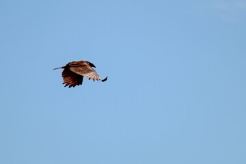 Eagle flying in the bright sky