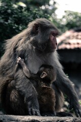 Naklejka na ściany i meble Vertical closeup of a female rhesus macaque with the infant. Macaca mulatta.