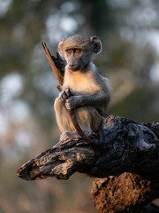 Vertical shot of a baby baboon sitting on the damaged tree in Kruger National park, South Africa