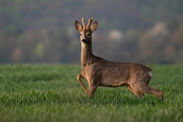 Selective focus on a roe deer found grazing in an open field in the countryside