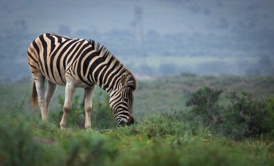 Zebra grazing in the green meadow. South Africa.
