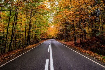 Fototapeta premium Beautiful view of a highway with fall foliage trees around