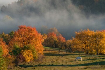 Scenic view of a horse grazing in a field covered by trees with orange leaves during autumn