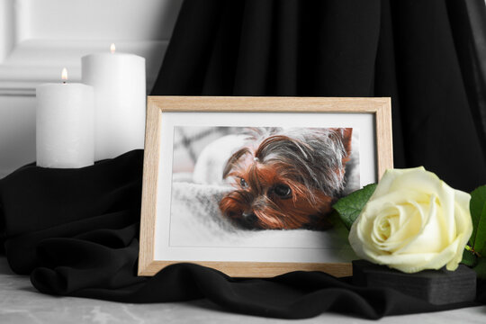 Frame with picture of dog, burning candles and rose flower on light grey table, closeup. Pet funeral