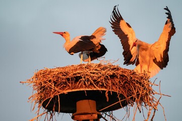 Couple of storks standing on a nest