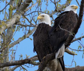 Southern Bald Eagles on tree branch with blue sky background, closeup shot