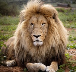 Obraz na płótnie Canvas Portrait of a big lion resting in Kruger National park, South Africa